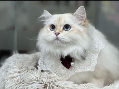 -爱洗澡的猫(天河路店)