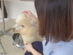 -怪兽屋·羊驼·猫咖·狗咖(俊华广场店)