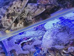 -77号渔船·蒸海鲜青岛菜(积米崖店)