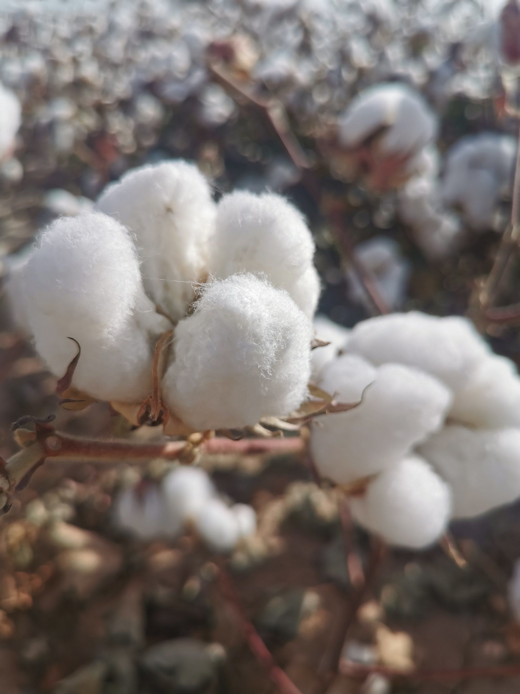 壮观的新疆棉花地