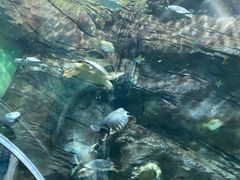 -上海海洋水族馆