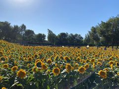 -长白岛森林公园