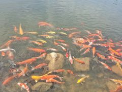 -深圳仙湖植物园