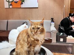 -MOCHA明星猫咖(田子坊店)