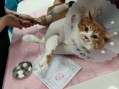 -北京观赏动物医院·24小时大型综合·猫专科·异宠专科