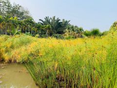 -中国科学院西双版纳热带植物园