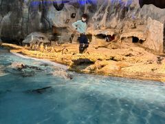 -帝企鹅自助餐厅•儿童岛•真企鹅(长隆企鹅酒店)