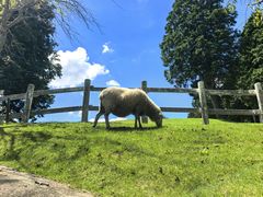 -神户市立六甲山牧场