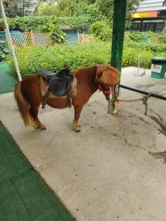 -萌宠亲子动物乐园(槐房万达店)