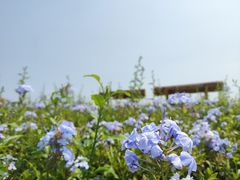-光明小镇欢乐田园