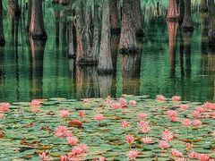 -白鹭湾湿地公园