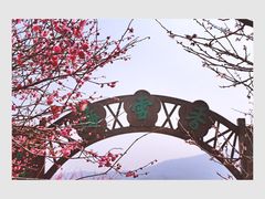 -香雪海