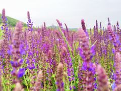 -北马山庄植趣咖啡