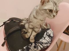 -三花喵·撸猫购宠·宠物生活馆(虹桥南丰城店)