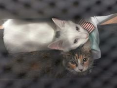 -纳吉亚猫专科动物诊疗中心(蒋宅口分院)