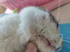 -康旭宠物医院(郑州总院)