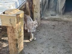 -青藏高原野生动物园