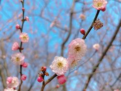 -梅花山(明孝陵内)