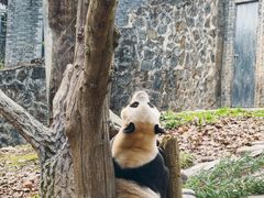 -都江堰中华大熊猫苑