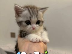 -欣宠猫屋·矮脚拿破仑·蓝金金渐层