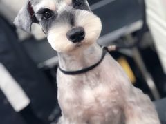 -小尾巴宠物店(万科·金域华庭店)