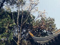 -叶家花园
