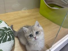 -青奢宠物·青奢猫舍