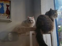 android_upload_pic-Anne猫窝咖啡屋