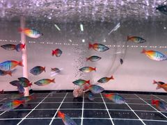 -中环花鸟鱼虫市场