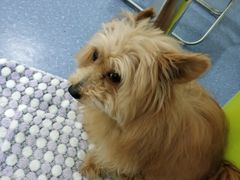 -仁普宠物诊所(住友昌盛新苑店)