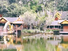 -西双版纳原始森林公园