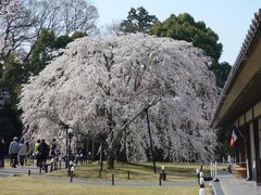 -醍醐寺