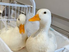 -怪兽屋·羊驼·猫咖·狗咖(俊华广场店)