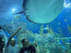 -芜湖新华联大白鲸海洋公园