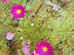 -叠溪松坪沟景区