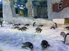 -芜湖新华联大白鲸海洋公园