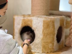 -藏猫猫咖啡主题馆(中央大道店)