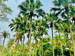 -中国科学院西双版纳热带植物园