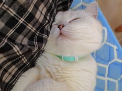 -鼓捣猫呢主题猫咖店