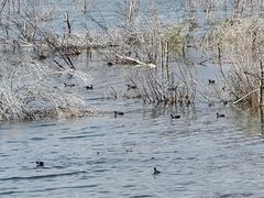 -野鸭湖国家湿地公园