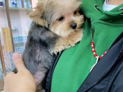 -FAELING PETS美天灵宠物(富力广场店)