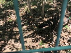 -北京麋鹿生态实验中心