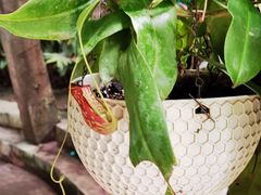 -中国科学院西双版纳热带植物园