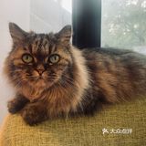 🌸花艺，🐱猫咪&🍵下午茶