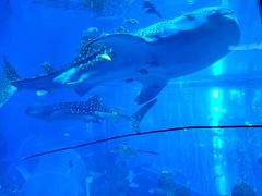 -成都浩海立方海洋公园