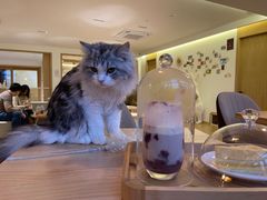 -猫腻·猫咖·撸猫馆(星光大道店)