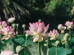 -墨尔本皇家植物园