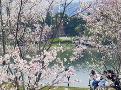-羊山湖公园