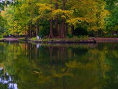 -上海共青森林公园