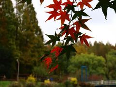 -上海共青森林公园